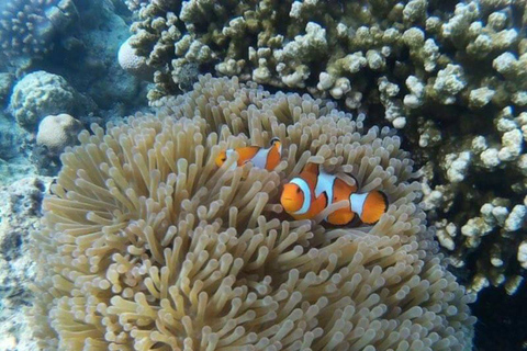 Phi Phi: półdniowa wycieczka z rurką do Phi Phi łodzią LongtailPhi Phi: Półdniowa wycieczka Phi Phi Snorkeling łodzią z długim ogonem