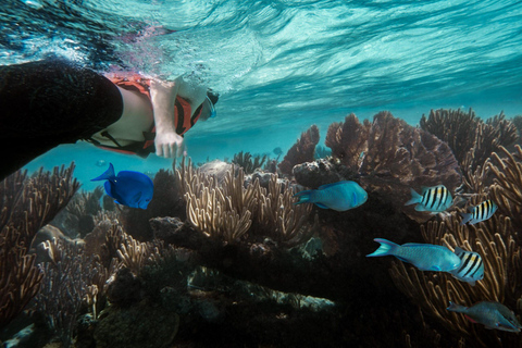 Zanzibar: Excursão de observação de golfinhos e mergulho com snorkel