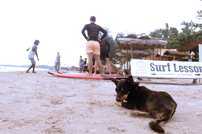 Sri Lanka: Surfcamp y tour turístico de 18 días con desayuno