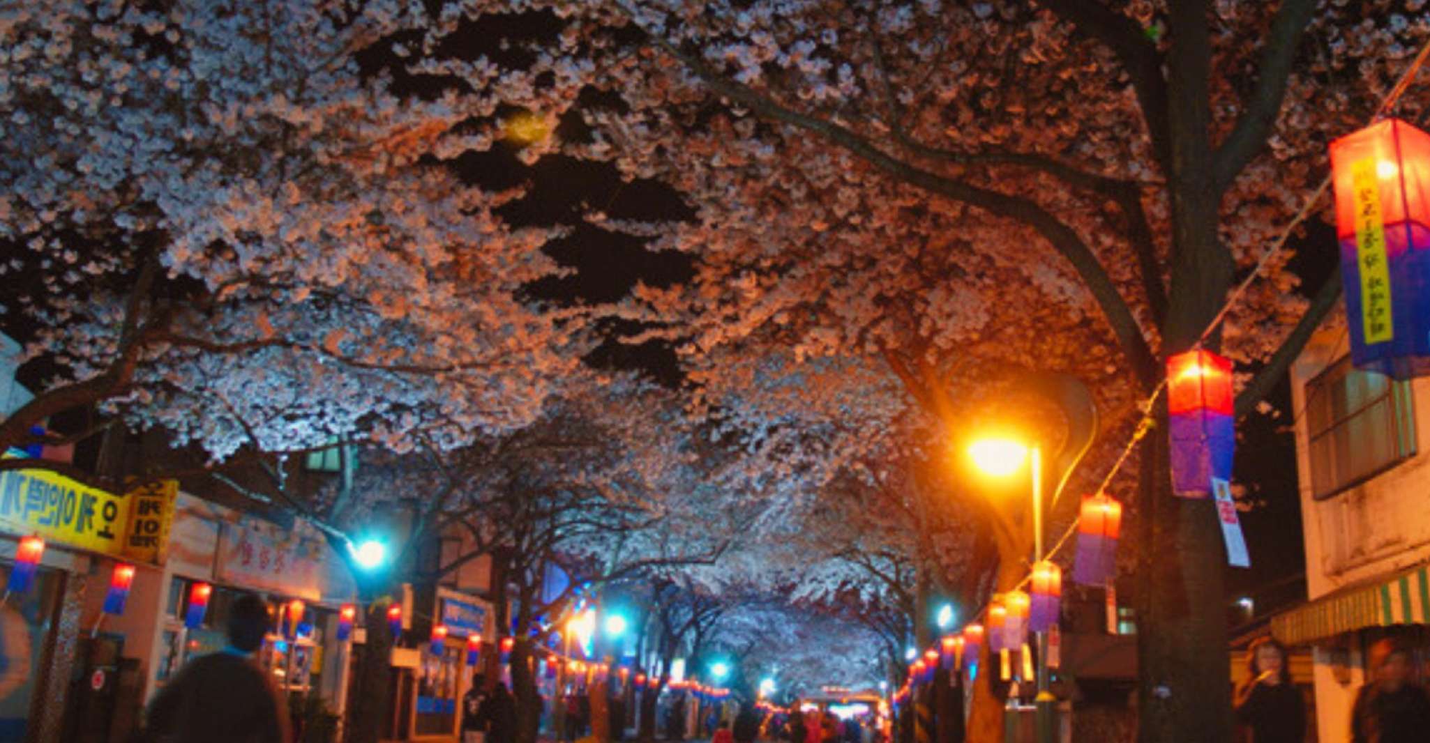 From Jeju City, East Jeju Cherry Blossom Day Tour by Van - Housity