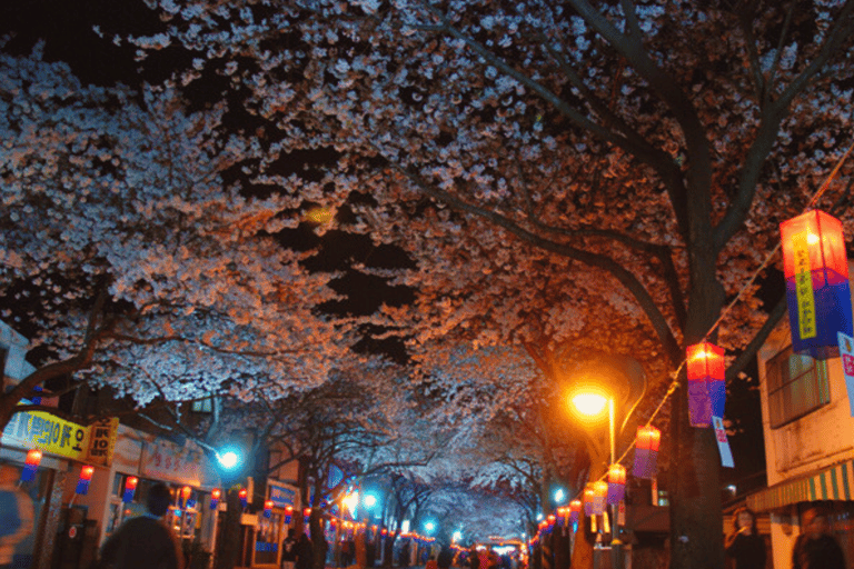 Depuis Jeju City : Excursion en van à l&#039;est de Jeju pour admirer les cerisiers en fleurs