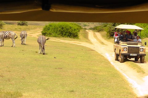 Schotia Safari – Big 5 Experience with High Lion Sightings