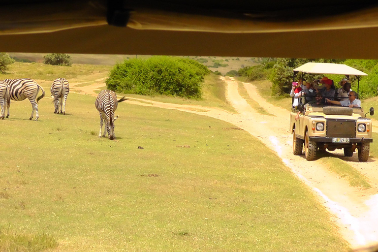 Schotia Safari – Big 5 Experience with High Lion Sightings