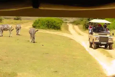 Port Elizabeth: Schotia Private Game Wildlife Safari