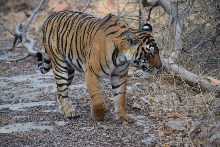 8-daagse Gouden Driehoek India met Wild Life Tour vanuit Delhi