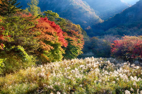 Naejangsan: Highlight of a Korean Autumn Day Trip from Busan - Image 2