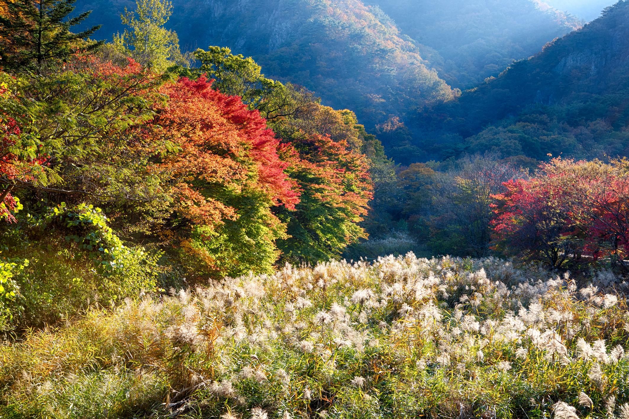 Naejangsan: Höhepunkt einer koreanischen Herbsttagestour von Busan aus