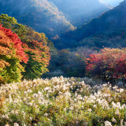 Naejangsan: Highlight of a Korean Autumn Day Trip from Busan