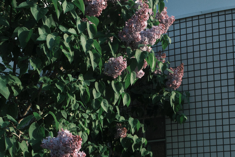 Sapporo: Guided Walking Tour with Photography Session