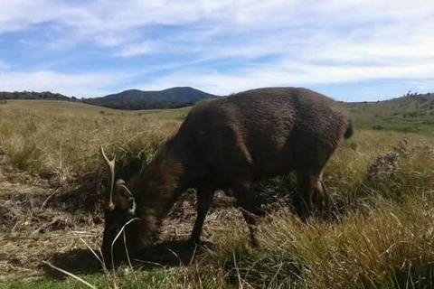 Lipton&#039;s Seat, Adisham Bungalow, excursão à fábrica de chá DambetennaDe Ella: Duas noites e três dias - Tour totalmente particular