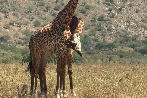 Moshi/Arusha: Tarangire National Park Day Trip with Lunch Arusha: Tarangire National Park Day Trip with Game Drives