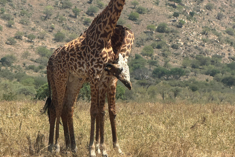 Moshi/Arusha: Tarangire National Park Day Trip with Lunch Arusha: Tarangire National Park Day Trip with Game Drives