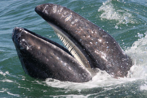 Whale Watching in La Paz – Gray Whale Encounter