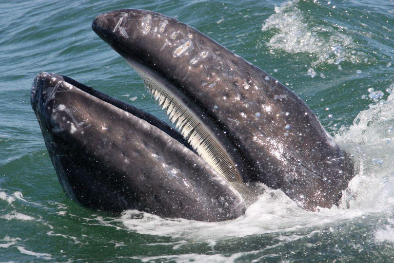 Whale Watching in La Paz – Gray Whale Encounter