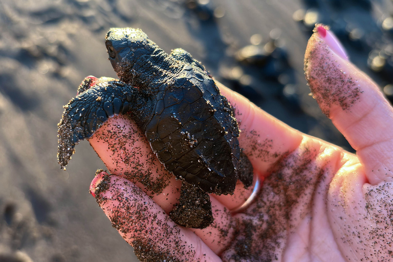 San Blas: Baby Turtle Release & Beach Day Trip