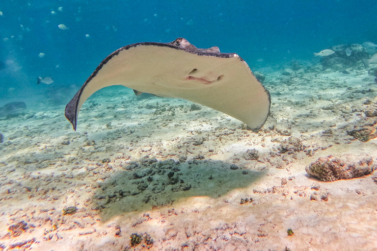 Tulum: Snorkeling at Paradise Reef