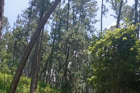 Kandy: Tea estate Factory & Waterfalls, Ambuluwawa tour