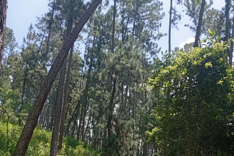 Kandy: Tea estate Factory & Waterfalls, Ambuluwawa tour