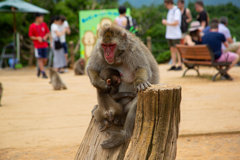 Full-Day Kyoto Walking Tour: Most Iconic Landmarks & Monkeys Shared Tour with English/German Speaking Guide