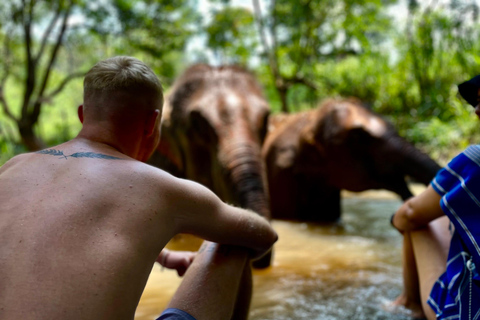 Chiang Mai: Elephant Dream Project Sanctuary - heldag