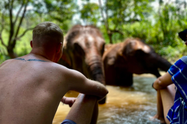 Chiang Mai: Sanktuarium Elephant Dream Project - cały dzień