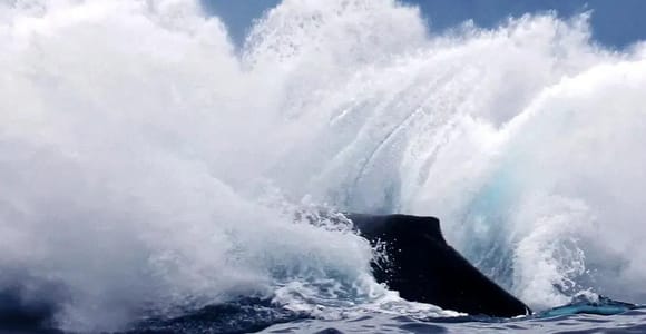 O‘ahu: Wildlife in Depth Boat Expedition