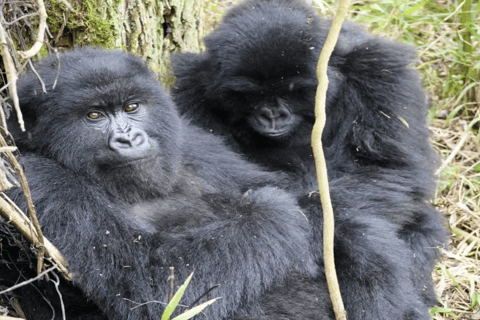 Uganda: 4-Day Double Mountain Gorilla Trekking Safari Uganda: 4-Day Double Mountain Gorilla Trekking Safari