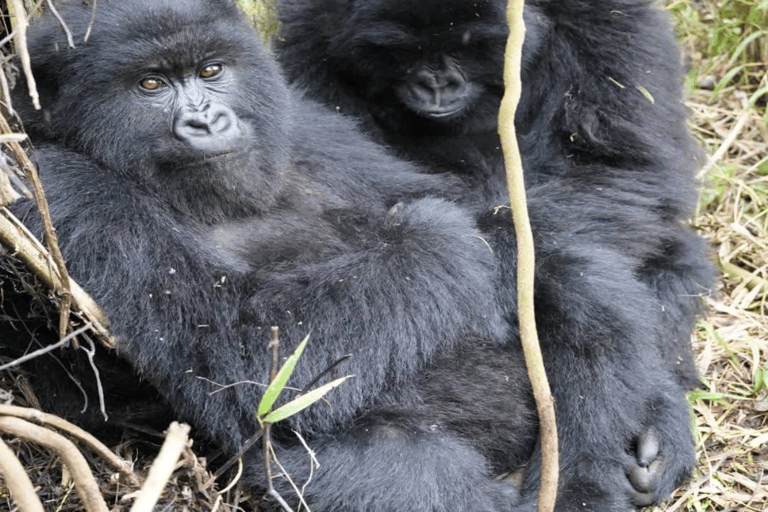 Uganda: 4-Day Double Mountain Gorilla Trekking Safari Uganda: 4-Day Double Mountain Gorilla Trekking Safari