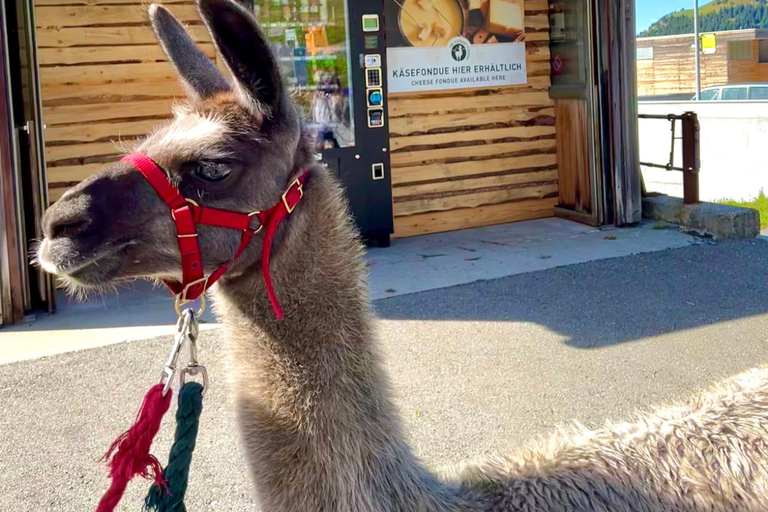 Triesenberg: Vandra med lamor i bergen