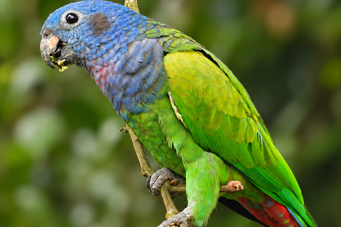 Santa Marta: Birdwatching Tour Sierra Nevada (Minca)