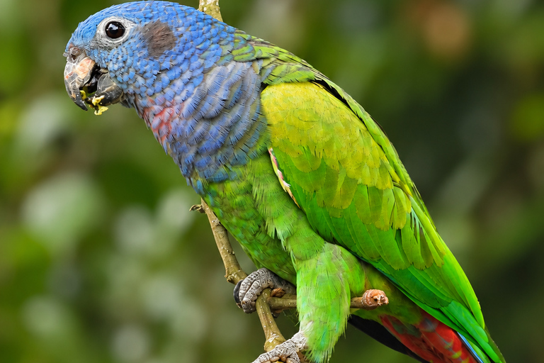 Santa Marta: Birdwatching Tour Sierra Nevada (Minca)