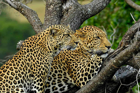 Nairobi: 6Days Maasai Mara, Nakuru and Amboseli Group Safari Accomodation Upgrade