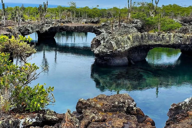 From Isabela Island: Tintoreras Boat Tour & Lunch