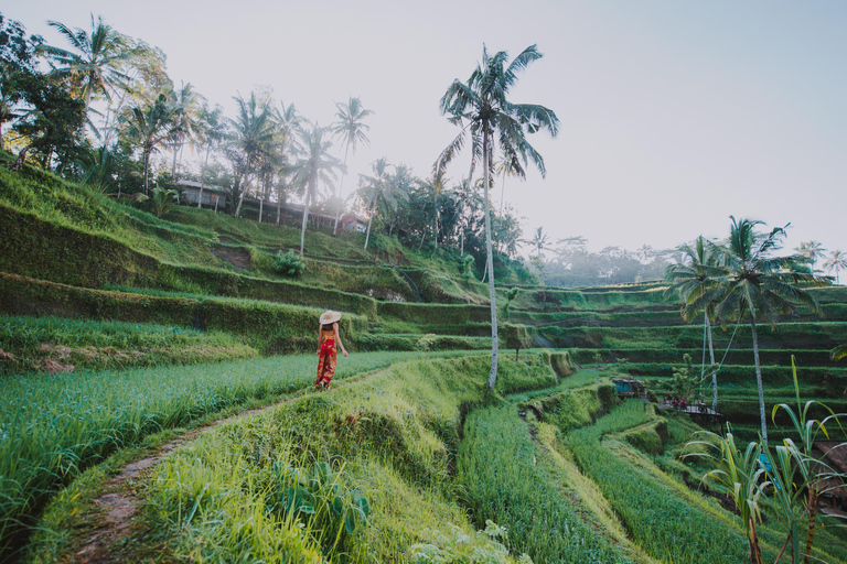 Ubud: Waterfalls, Water Temple, Rice Field and Monkey forest Private Tour NOT include Entrance Ticket