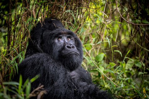 Safari di 3 giorni sui gorilla a Bwindi