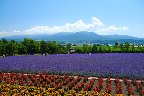 Sapporo: Furano & Biei Private Sightseeing with Hotel Pickup