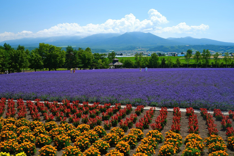 Sapporo: Furano & Biei Private Sightseeing with Hotel Pickup