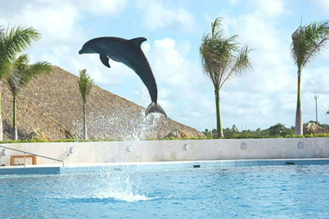 Punta Cana: Swimming with Dolphins.Dolphin Swim Adventure in Punta Cana with Transportation