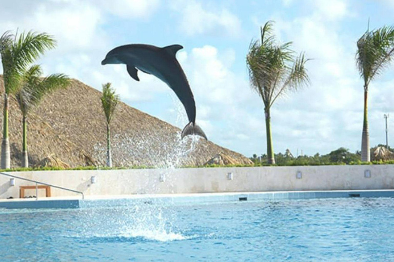 Punta Cana: Swimming with Dolphins.Dolphin Swim Adventure in Punta Cana with Transportation