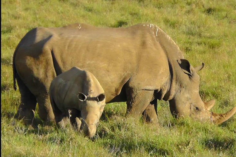 Schotia Safari – Big 5 Experience with High Lion Sightings