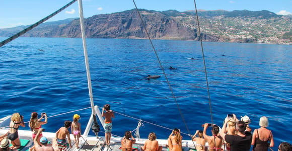 Madeira: Delfin- und Walbeobachtungstour mit dem Katamaran
