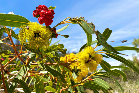 Mandurah: Crociera con pranzo sul fiume Murray