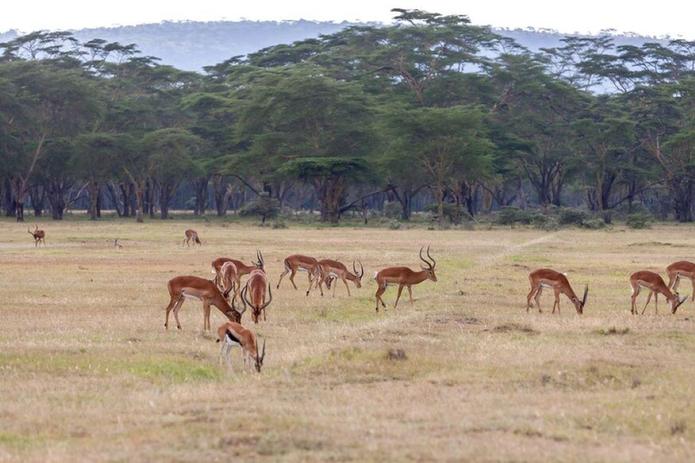 Overnight Safari to Aberdare National park from Nairobi