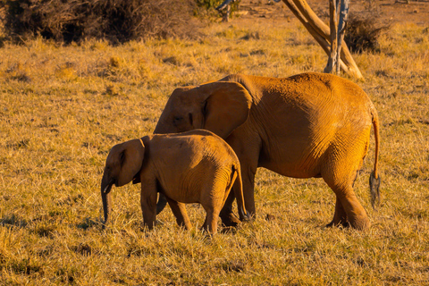 From Diani Beach or Mombasa: 2-Day Tsavo East Safari