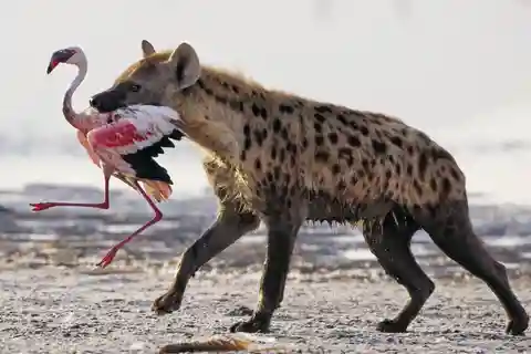 Excursión de 5 días en grupo por la vida salvaje del Serengeti, Ngorongoro y Tarangire