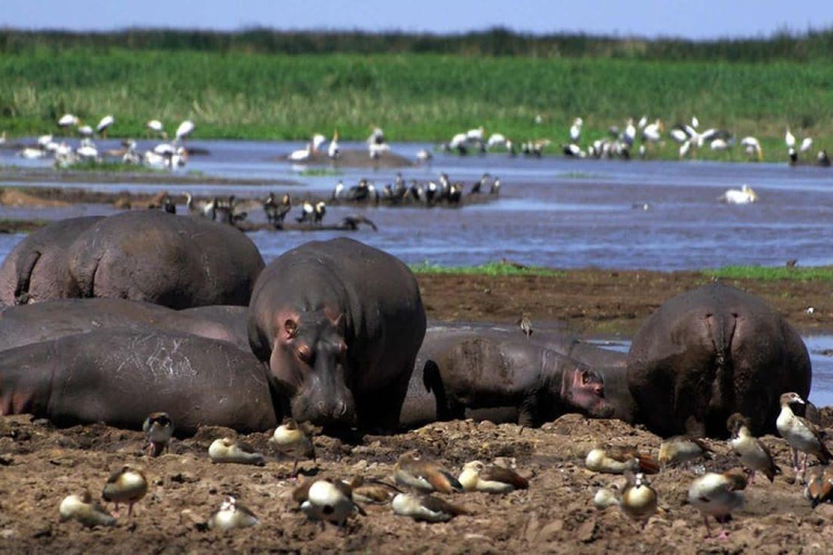 Lake Nakuru National Park Day Trip From Nairobi Lake Nakuru National Park From Nairobi