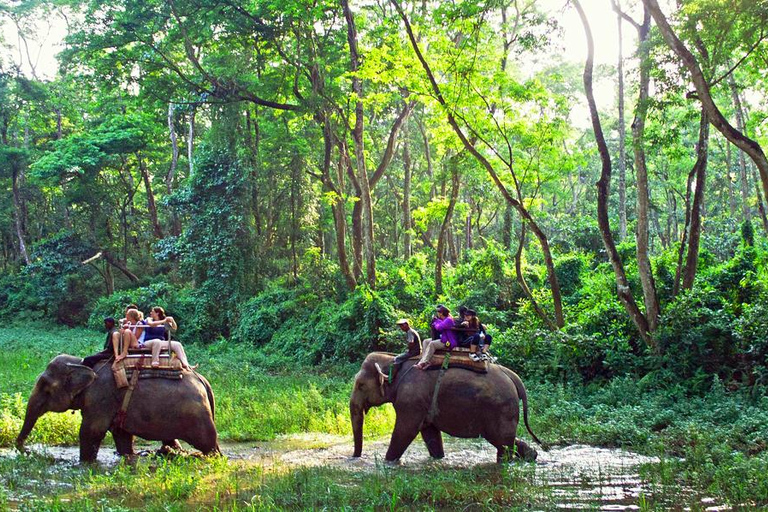 Desde Katmandú o Pokhara: 1 N 2D Día de excursión por la vida salvaje de ChitwanDesde Katmandú o Pokhara: Excursión de 1 N- 2 días por la vida salvaje de Chitwan