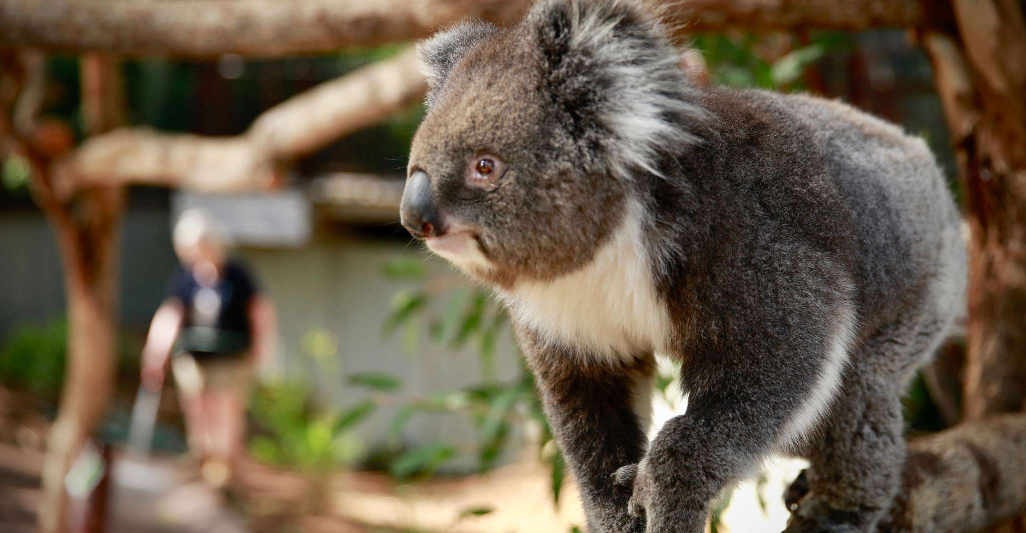 Melbourne Zoo: Australian Wildlife Experience Ticket