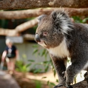 Melbourne Zoo: Australian Wildlife Experience Ticket Melbourne Zoo: Australian Wildlife Experience Ticket