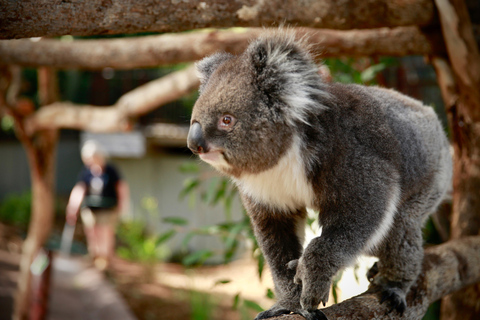 Melbourne Zoo: Australian Wildlife Experience Ticket